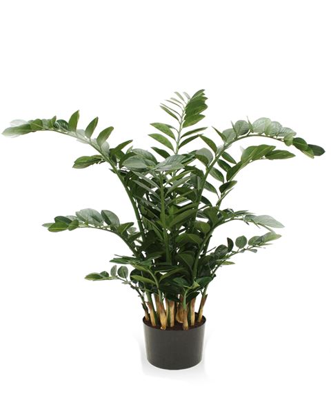 Pianta