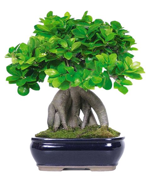 Bonsai