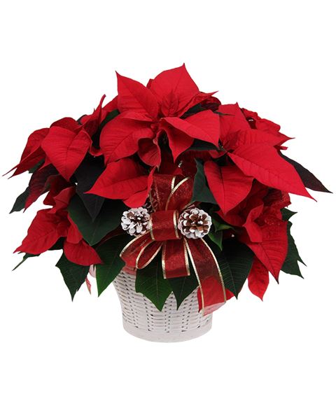 Stella Di Natale Rossa.Stella Di Natale O Poinsettia Rossa Elegante Con Pigne Decorative E Fiocco Rosso Natalizio