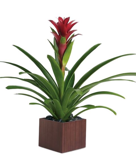 Pianta