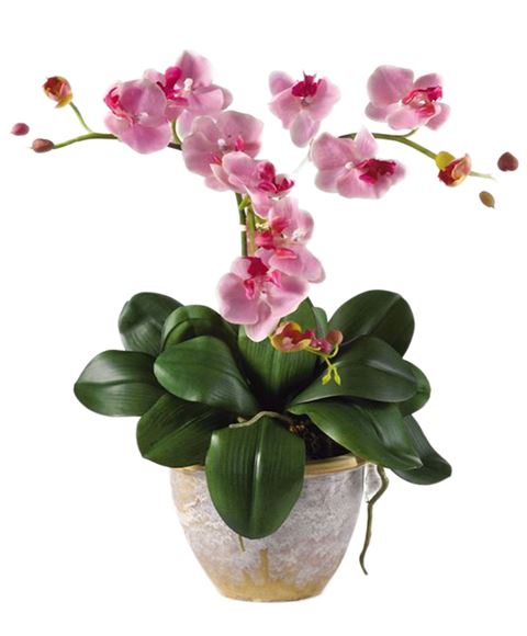 Pianta Di Orchidea Phalaenopsis Rosa A Due Steli