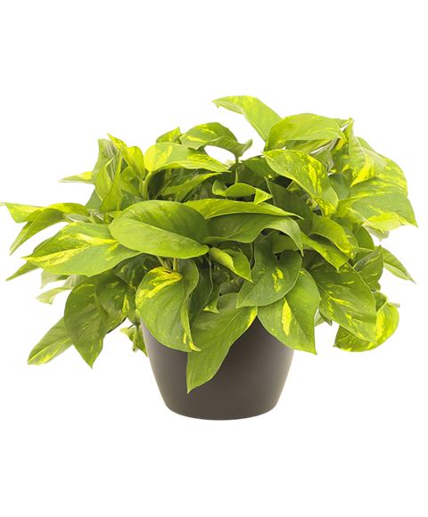 Pianta