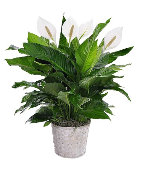 Pianta