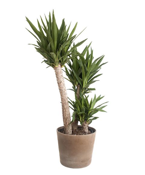 Pianta