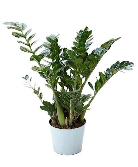 Pianta