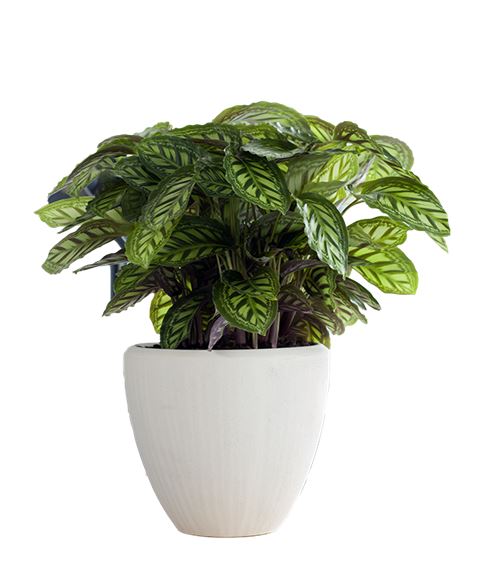Pianta