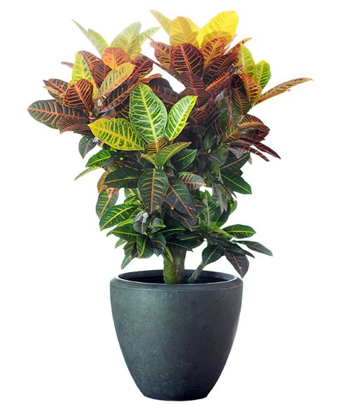 Pianta