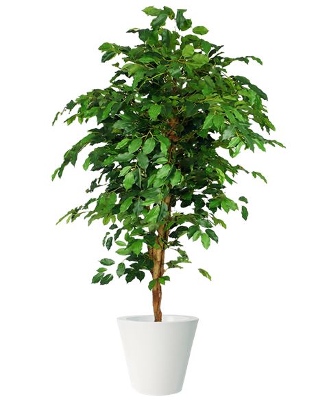 Pianta