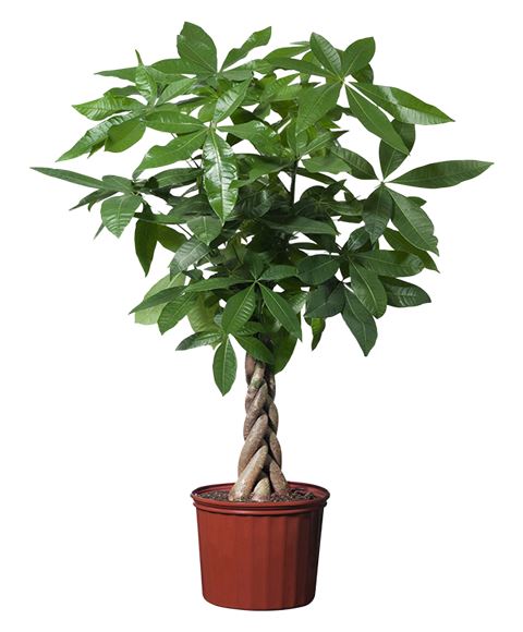 Pianta di