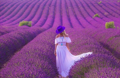 L'origine della lavanda